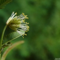 Desmanthus virgatus (L.) Willd.